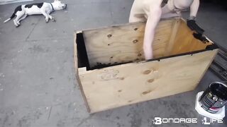 BondageLife Rachel Greyhound - Paint Box