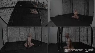 BondageLife Rachel Greyhound - New Cage Roamings