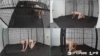 BondageLife Rachel Greyhound - New Cage Roamings