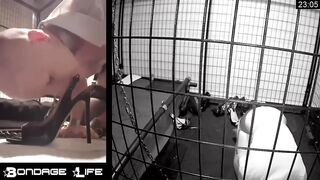 BondageLife Rachel Greyhound - Evening Shoe Show