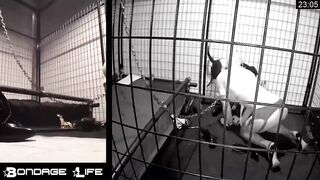 BondageLife Rachel Greyhound - Evening Shoe Show