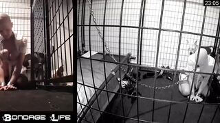 BondageLife Rachel Greyhound - Evening Shoe Show