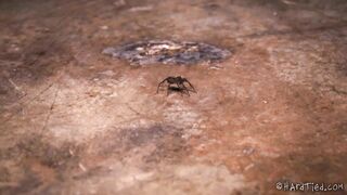 HARDTIED - Bonnie Day No Free Lunch