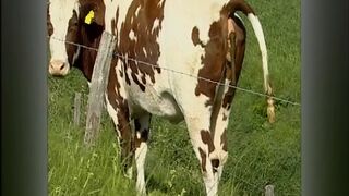 Der Sadisten-Zirkel 11 (Full Movie)