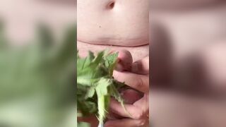 Stinging Nettle 1 My first experience