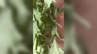 Stinging Nettle 1 My first experience