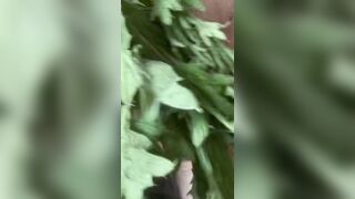 Stinging Nettle 1 My first experience