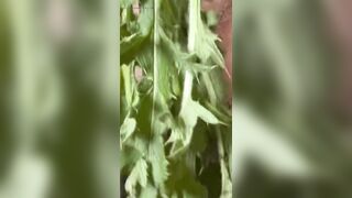 Stinging Nettle 1 My first experience